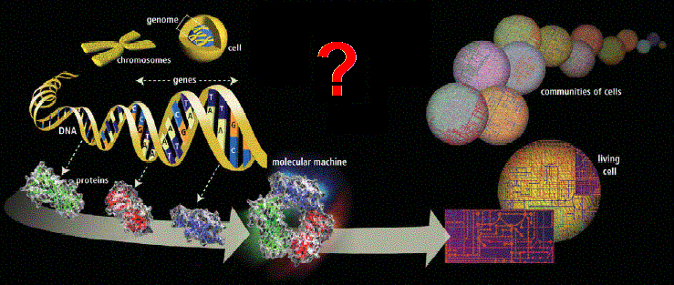 From genome to homo sapiens