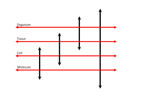 Exploring the organizational levels of biology